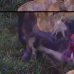 تضاد تصویر رسانهای با واقعیت؛ شیرها یک گوزن یالدار را زندهزنده خوردند تضاد تصویر رسانهای با واقعیت؛ شیرها یک گوزن یالدار را زندهزنده خوردند