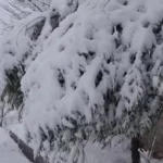 بارش برف در روستای مائین بلاغ شهرستان تکاب