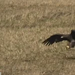 خرگوش با یک پشتک از حمله عقاب جان سالم به در برد