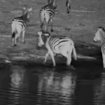 کروکودیل بدشانس زیر پای گورخر به هوا پرید