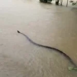 مهمان غولپیکری که سیل برای مردم تایلند آورد مهمان غولپیکری که سیل برای مردم تایلند آورد