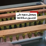 مردی که ۱۲ کیلو زنبور را در دست می‌گیرد