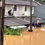 نجات سگ گرفتار روی سقف خودرو در سیل تایلند