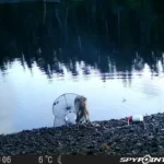 هوش عجیب یک گرگ که جهان را به حیرت انداخت