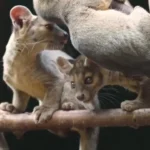 تولد چهار فوسای کمیاب در باغ‌وحش چستر