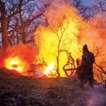 اولین تصاویر از حجم خسارت آتش‌سوزی جنگل‌های الیت مازندران + ویدیو