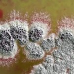 آنتیبیوتیک قدرتمندی که مقاومترین باکتریها را نابود میکند آنتیبیوتیک قدرتمندی که مقاومترین باکتریها را نابود میکند