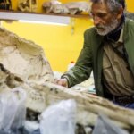 تصاویر؛ فسیل پرنده عظیم‌الجثه ۲۰ میلیون ساله