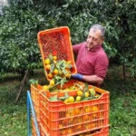 تصاویر؛ آغاز برداشت مرکبات در سوادکوه تصاویر؛ آغاز برداشت مرکبات در سوادکوه