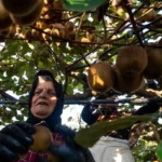 تصاویر؛ برداشت کیوی روی شانه زنان شمال