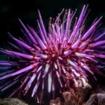 تمام بدن این جلبک دریایی «مغز» است! تمام بدن این جلبک دریایی «مغز» است!