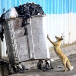 تصاویر؛ گشت‌وگذار روباه‌ها در تهران