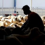 قیمت دام زنده امروز ۲۰ آذر 1404