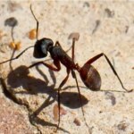 ربات‌هایی که مثل حیوانات مسیرشان را پیدا می‌کنند؛ پایان وابستگی به GPS!