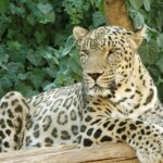 تلف شدن ببر «ونداد» در سافاری الیمالات / علت مرگ در دست بررسی تلف شدن ببر «ونداد» در سافاری الیمالات / علت مرگ در دست بررسی