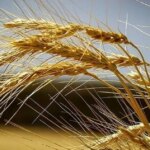 گندم هوشمندی که خودش کود تولید می کند! گندم هوشمندی که خودش کود تولید می کند!