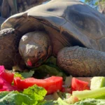 لاک‌پشت مشهور به «ملکه باغ وحش» در سن ۱۴۱ سالگی در سن‌دیگو درگذشت + ویدیو