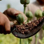 ماجرای واردات ۷۲ هزار میلیارد تومان تریاک چیست؟ ماجرای واردات ۷۲ هزار میلیارد تومان تریاک چیست؟