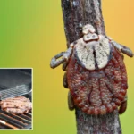 حساسیت به گوشت قرمز به خاطر گزش «کنه ستاره تنها» باعث مرگ مرد ۴۷ ساله شد حساسیت به گوشت قرمز به خاطر گزش «کنه ستاره تنها» باعث مرگ مرد ۴۷ ساله شد