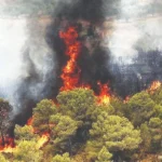 فرار «تشی» از آتشسوزی جنگلهای هیرکانی قلب دوستداران محیطزیست را به درد آورد فرار «تشی» از آتشسوزی جنگلهای هیرکانی قلب دوستداران محیطزیست را به درد آورد