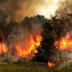 گریه تلخ یک جنگل‌بان برای سوختن جنگل‌های هیرکانی در شعله‌های آتش + ویدئو