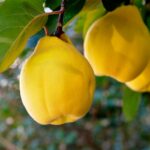 خواص میوه به و طریقه مصرف آن برای سلامتی