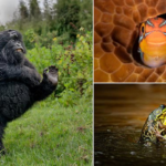 خندهدارترین لحظات حیات وحش در جوایز کمدی نیکون ۲۰۲۵ خندهدارترین لحظات حیات وحش در جوایز کمدی نیکون ۲۰۲۵