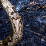 تصاویر؛ سوز و گداز دیزمار تصاویر؛ سوز و گداز دیزمار