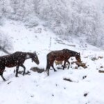 تصاویر؛ سوادکوه در آغوش سپیدِ زمستان