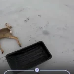 نجات دهها آهو از دریاچه یخزده در سیبری نجات دهها آهو از دریاچه یخزده در سیبری