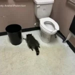 راکون مست خبرساز شد