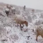 گوسفندان چالوس سفیدپوش شدند