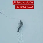 رد چشمگیر عبور فوک روی برف در قطب جنوب