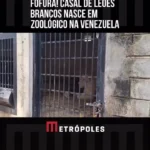 تولد دو توله شیر سفید کمیاب در باغ‌وحش ونزوئلا