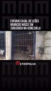 تولد دو توله شیر سفید کمیاب در باغ‌وحش ونزوئلا