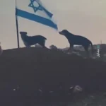 سگ ولگرد پرچم اسرائیل را پاره کرد سگ ولگرد پرچم اسرائیل را پاره کرد