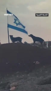 سگ ولگرد پرچم اسرائیل را پاره کرد