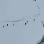 توقف کشتی در قطب شمال برای عبور امن پنگوئنها توقف کشتی در قطب شمال برای عبور امن پنگوئنها