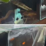 زلزله قدرتمند در ژاپن؛ آکواریوم‌ها به لرزه افتاد