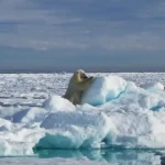 لذت بردن خرس قطبی از سر خوردن روی برف لذت بردن خرس قطبی از سر خوردن روی برف