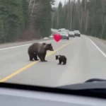 لحظه بامزه در جاده جنگل؛ بازی بچه خرس با بادکنک