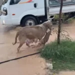 یک سگ تولهاش را از سیل نجات داد یک سگ تولهاش را از سیل نجات داد