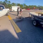 شکار تمساح در خیابانهای فلوریدا شکار تمساح در خیابانهای فلوریدا