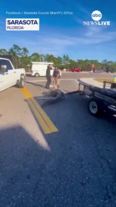 شکار تمساح در خیابانهای فلوریدا شکار تمساح در خیابانهای فلوریدا