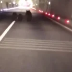 ثبت تصاویر کمنظیر از سه خرس در تونل ۱۱۰۰ متری ثبت تصاویر کمنظیر از سه خرس در تونل ۱۱۰۰ متری