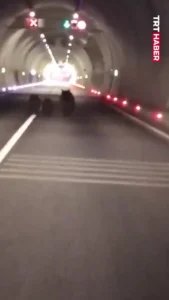 ثبت تصاویر کم‌نظیر از سه خرس در تونل ۱۱۰۰ متری