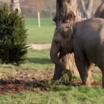 حیوانات در باغوحش از خوراکیهای ویژه کریسمس لذت بردند حیوانات در باغوحش از خوراکیهای ویژه کریسمس لذت بردند