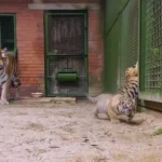 تولد دو توله ببر نادر آمور تولد دو توله ببر نادر آمور