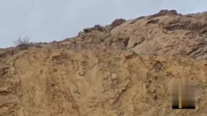 «هیوا»، یوزپلنگ آسیایی در پارک ملی توران دیده شد «هیوا»، یوزپلنگ آسیایی در پارک ملی توران دیده شد