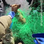 نجات یک سگ گرفتار در تورهای ضدپهپاد نجات یک سگ گرفتار در تورهای ضدپهپاد